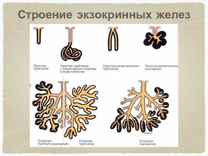 Строение и классификация экзокринных желез. Экзокринные железы строение. Многоклеточные экзокринные железы. Строение экзокринной железы гистология.