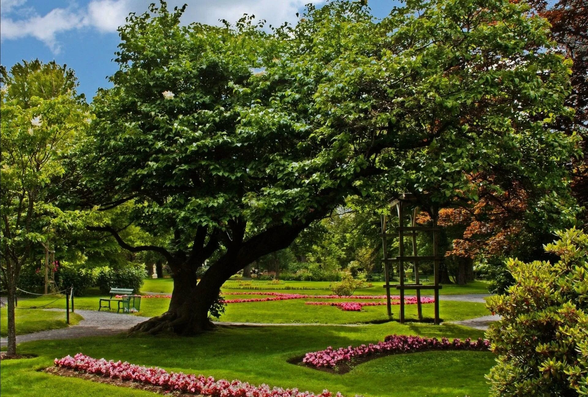 Сад лучшие деревья. Вашингтон природа парк Олимпия. Деревья в парке. Деревья в саду. Красивый парк с дзеревами.