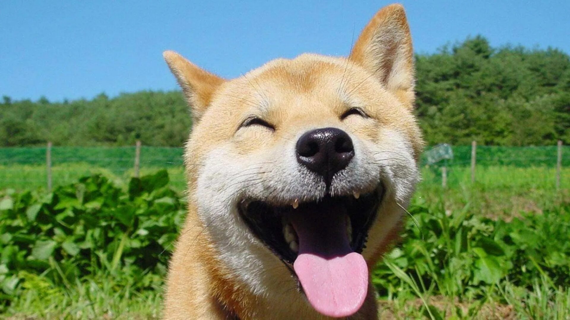 Про улыбающихся зверят. Собака улыбака. Собака улыбака сиба ину. Собака улыбается. Животные смеются.