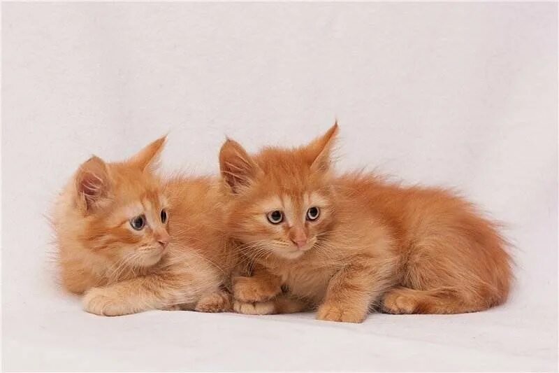 Сколько котят у рыжей кошки. Рыжий котёнок. Рыжий котенок девочка. Имена для рыжих котят. Рыжие коты двойняшки.