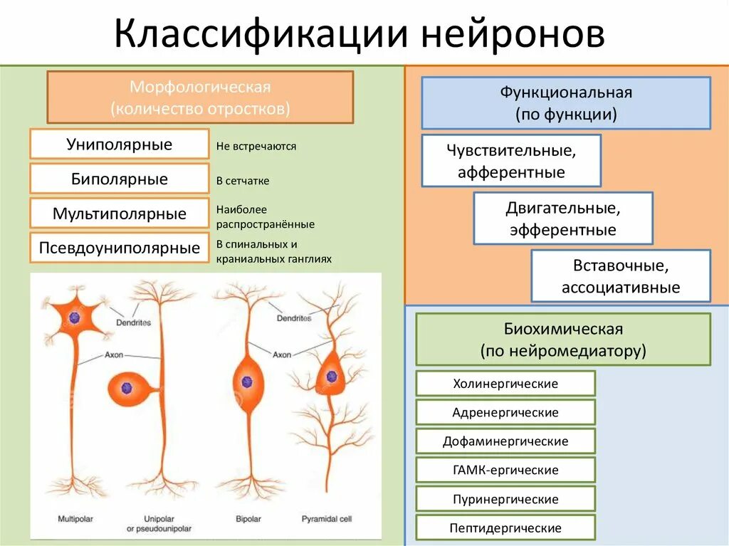 Распределите по группам характеристики отростков нервной клетки. Классификация нейронов и их характеристика. Строение, функции и классификация нервных клеток. Классификация нейронов схема. Морфологическая классификация нейронов.