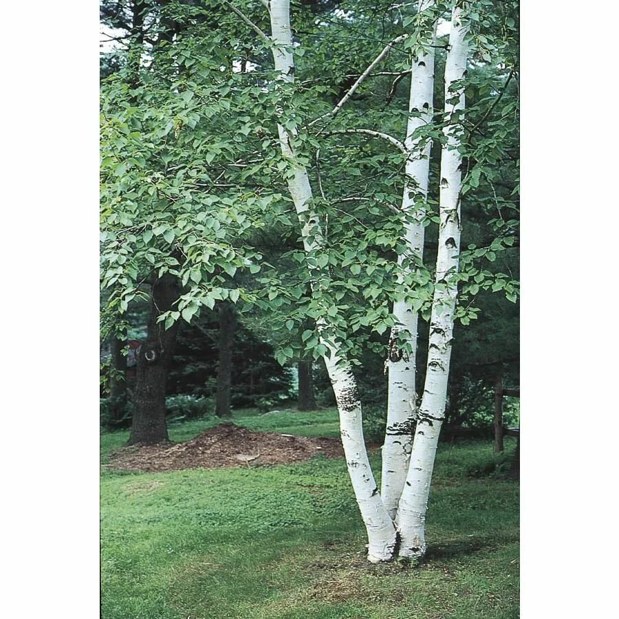 Betula papyrifera. Берёза бумажная лат Betula papyrifera. Betula jacquemontii. Береза Крылова. Березки 2 купить