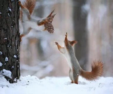 Утро ноября с животными