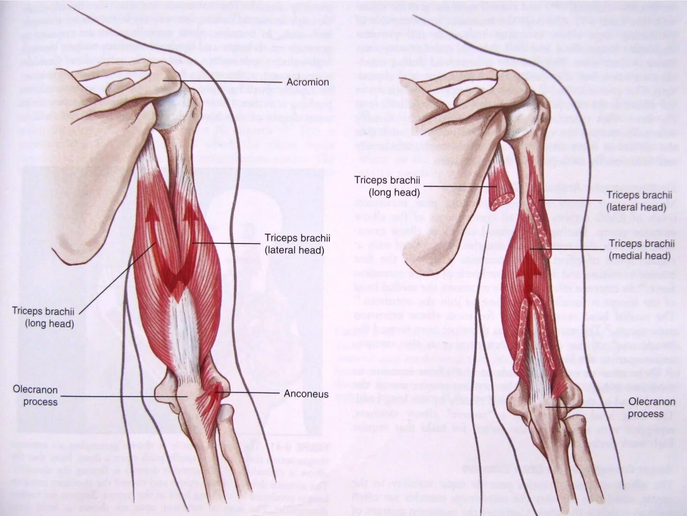 К чему крепятся мышцы. Трехглавая мышца плеча анатомия. Длинная головка трехглавой мышцы плеча. Медиальная головка трицепса анатомия. Длинная головка трицепса анатомия.