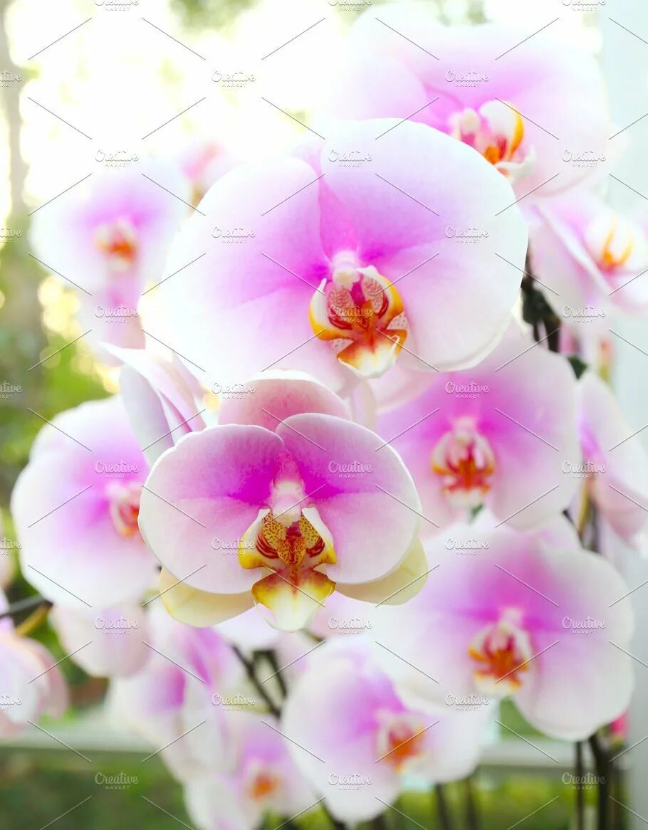 Розовая орхидея с розовой губой. Белая орхидея (2018) white orchid. фаленопсис рози. фаленопсис пьяценза. орхидея санни банни.