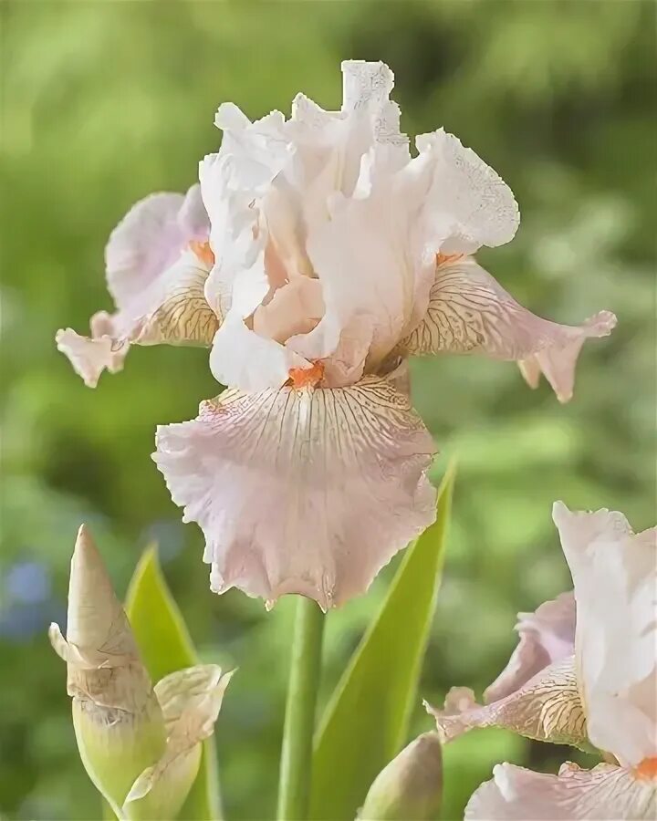 Iris 1.20 fabric