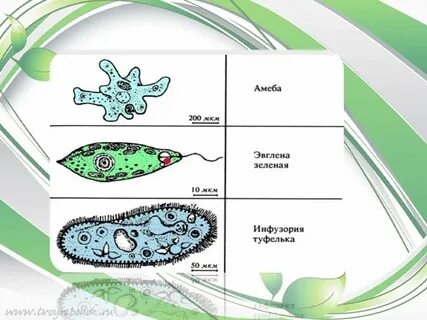 Есть ли у амебы хлоропласты