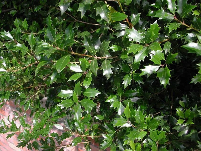 Вечнозеленое дерево с очень ароматными. Бирючина блестящая – ligustrum lucidum ait. Самшит balearica. Кустарник пираканта мохаве. Османтус ароматный.