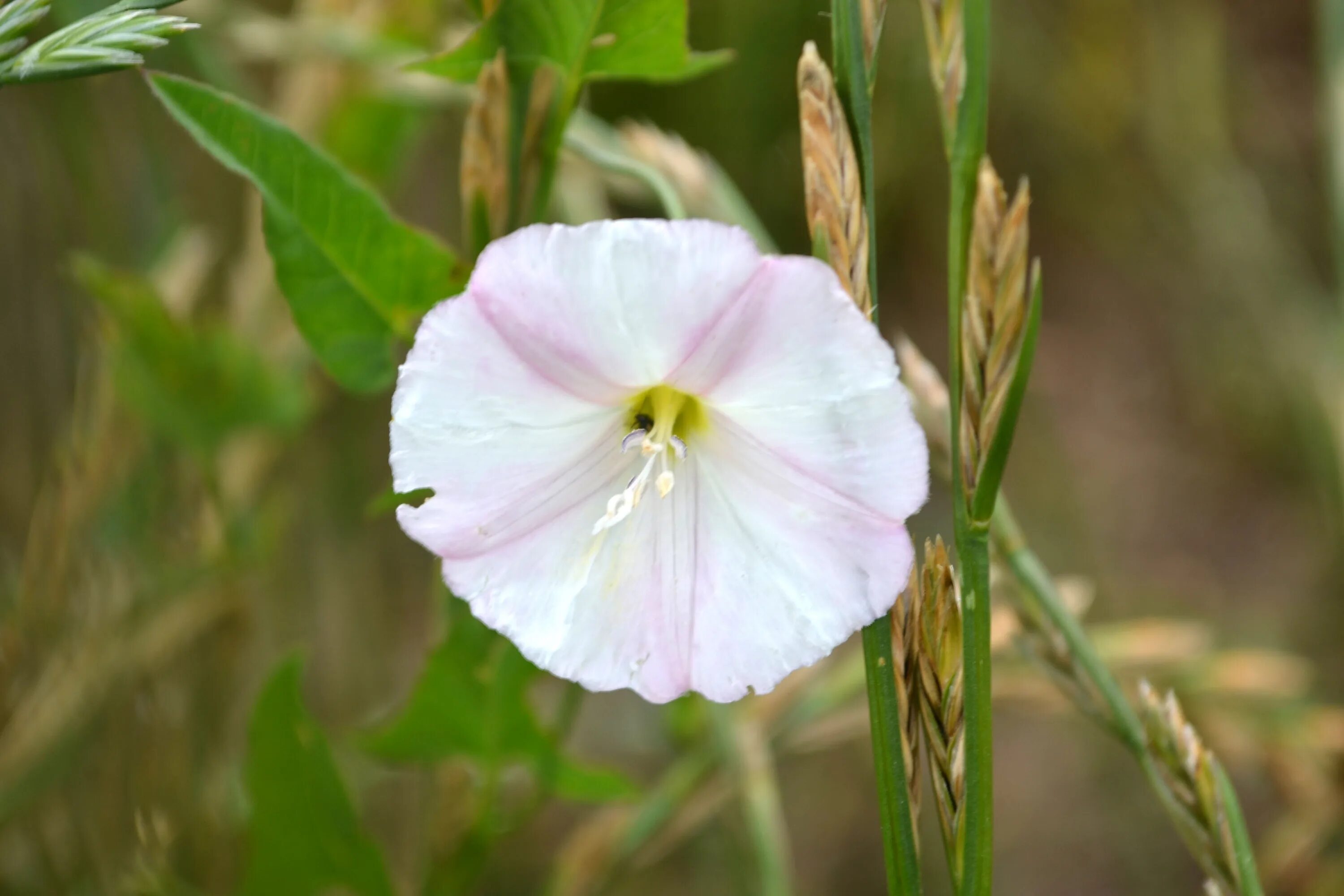 Березка полевая. Вьюнок полевой (Convolvulus arvensis). Вьюнок полевой (Convōlvulus arvēnsis). Вьюнок Березка. Вьюнок полевой Березка.