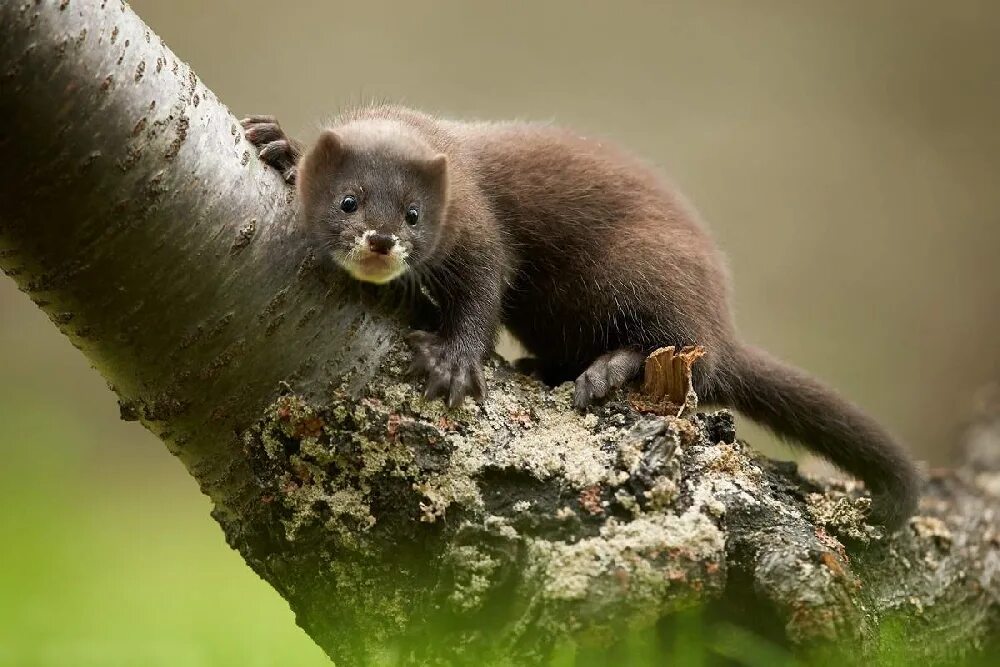 Кавказская европейская норка (Mustela lutreola turovi). Европейская норка Mustela lutreola (Linnaeus, 1761). Американская норка (Mustela Vison). Хорек норка Хонорик.