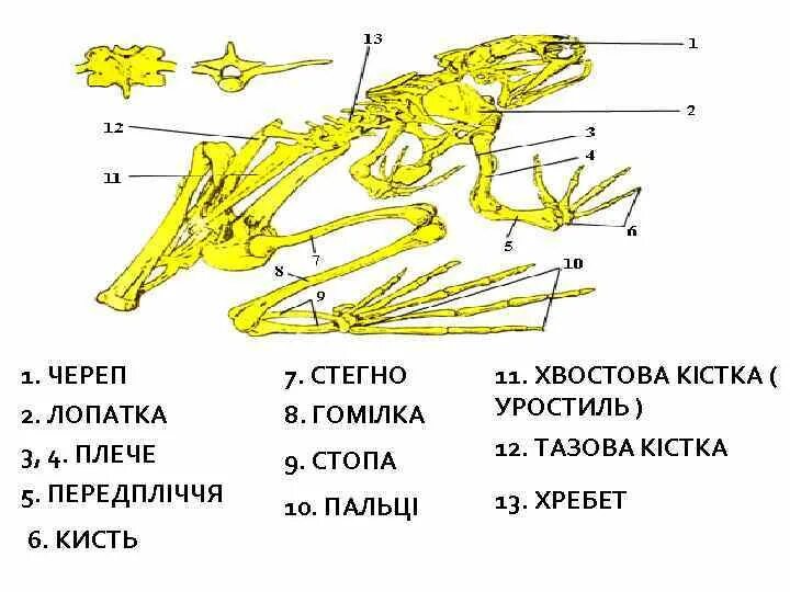 Хвостовой отдел легких. Уростиль в скелете лягушки. Строение скелета амфибий. Скелет лягушки отделы позвоночника. Строение скелета лягушки.