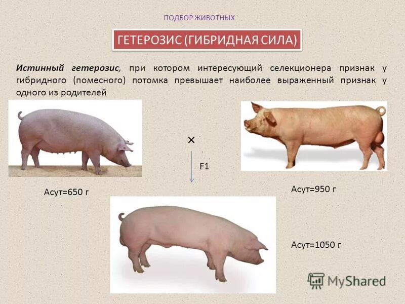 Гетерозис свиней. Гетерозис примеры животных. Гетерозис в животноводстве. Признак у гибридов f1