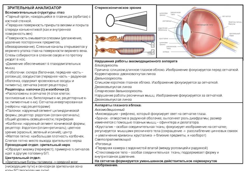 Глазное яблоко функции таблица. Зрительный анализатор палочки и колбочки. Зрительный анализатор строение палочки. Рецепторный аппарат зрительного анализатора. Рецепторный аппарат зрительного анализатора расположен.