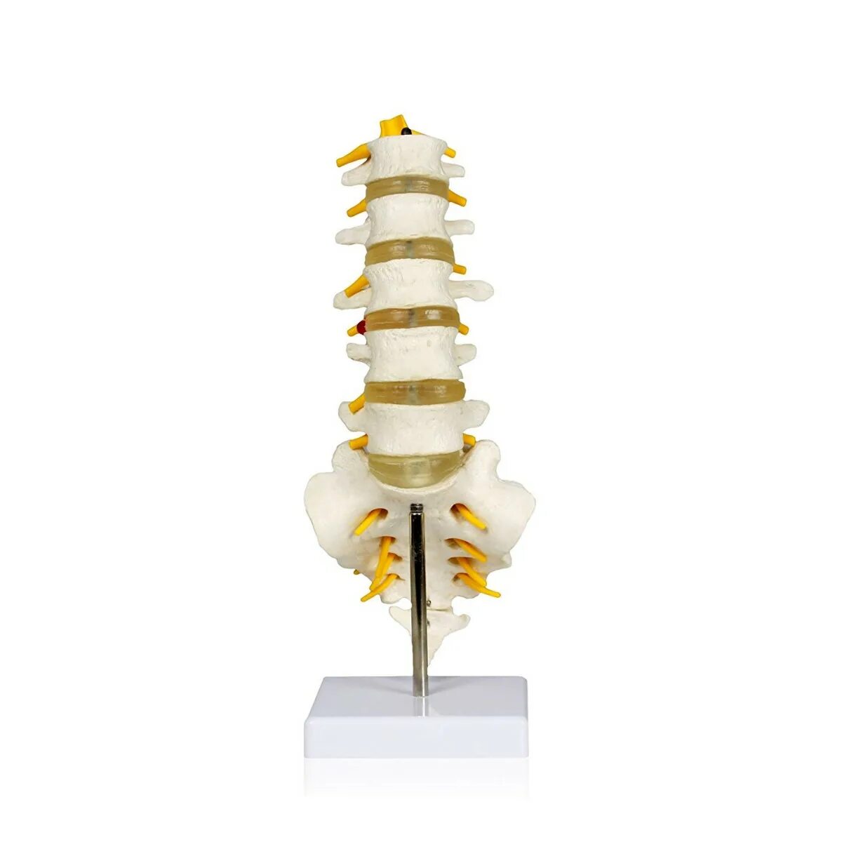 Spin columns. Spinal column в медицине. Cervical контейнер. Новые виалы cervical. Spinal Armor.