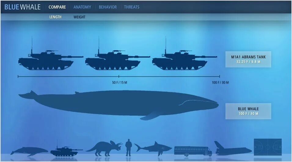 Синий кит в сравнении. Синий кит Размеры в сравнении. Киты Размеры в сравнении. Синий кит в сравнении с человеком.