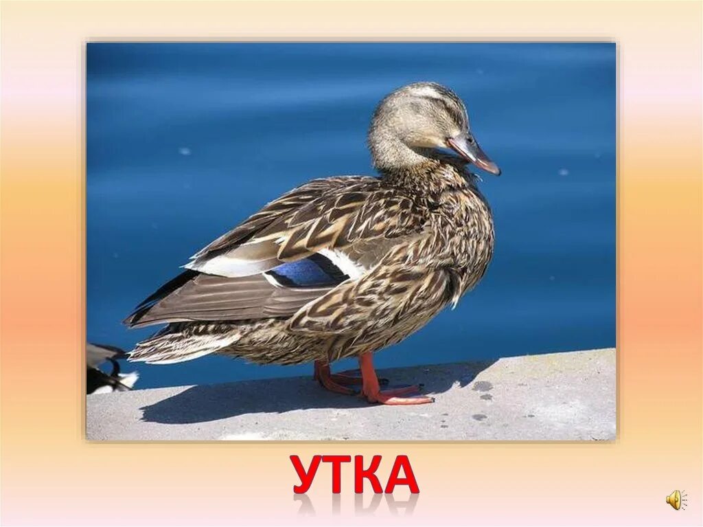 Слово duck. Утка звук. Утка слайд. Утка слово. Говорящие утки.