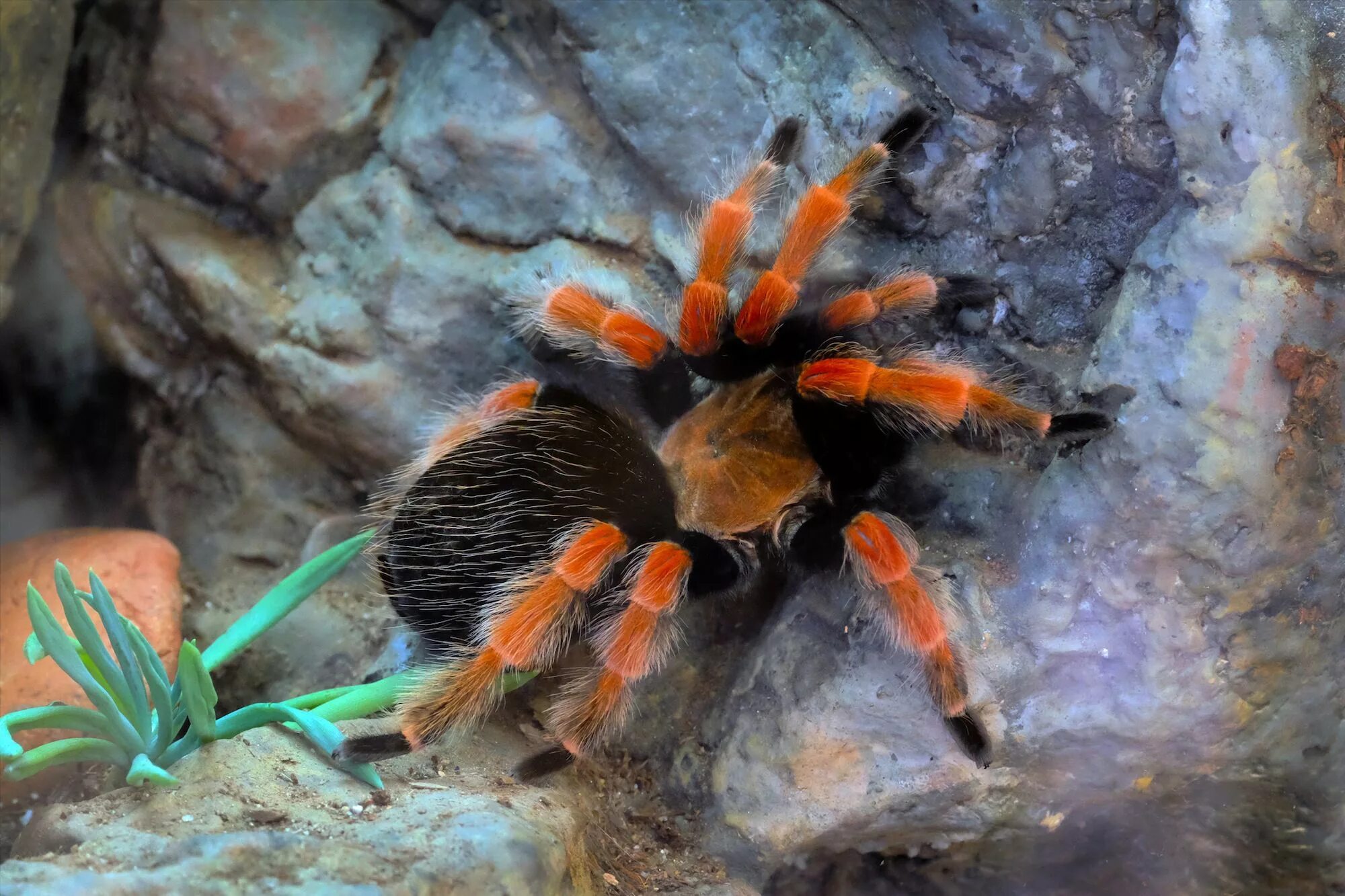 Мексиканский красноколенный паук-птицеед. Брахипельма Смити. Брахипельма Боэми. Брахипельма альбопилосум.