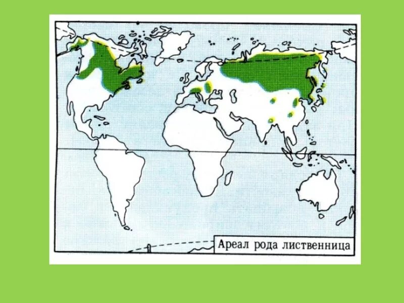 Лиственница сибирская ареал. Лиственница Сибирская ареал распространения. Ареалы распространения лиственниц в мире. Лиственница европейская ареал обитания. Лиственница Сибирская ареал обитания.