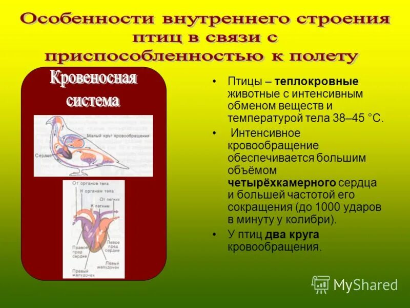 Особенности связанные с полетом у птиц. Особенности внутреннего строения птиц. особенноствнутреннего строения птицы. особиности строения &quot; птиц&quot;. особенности внешнего строения птиц.