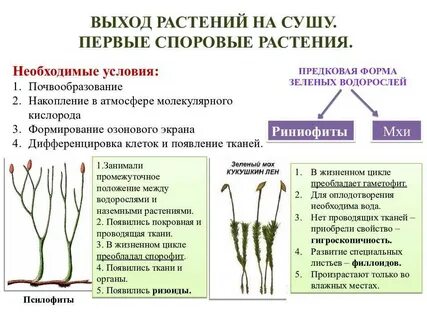 Первыми стали расселяться на суше семенные