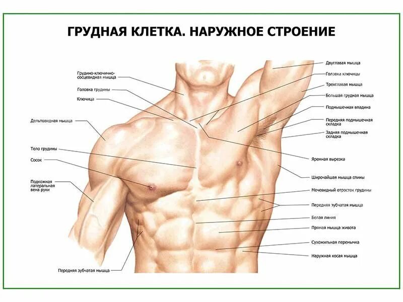 Части тела на груди. Мышцы подмышки анатомия. Части груди человека. Подмышка человека строение. Грудь часть тела.