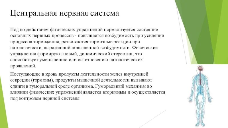 Нервные действия. Влияние физических упражнений на нервную систему. Под влиянием физических упражнений функции ЦНС ответ. Влияние упражнений на нервную систему. Тренировка центральной нервной системы.