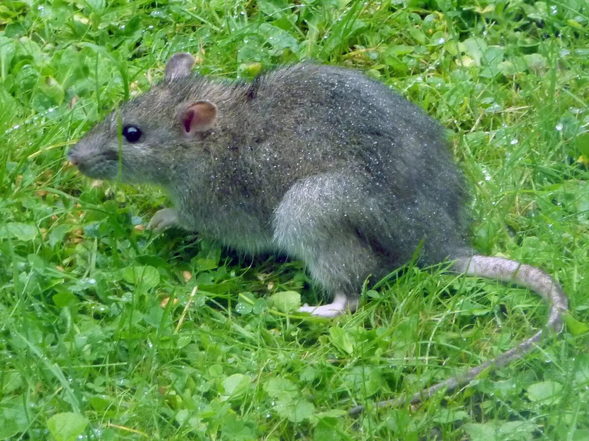 Крупные мыши. Серая крыса Пасюк. Серая крыса (Пасюк) - Rattus norvegicus.. Серая крыса (Rattus norvegicus berkenhout, 1769). Дикая Туркестанская крыса.