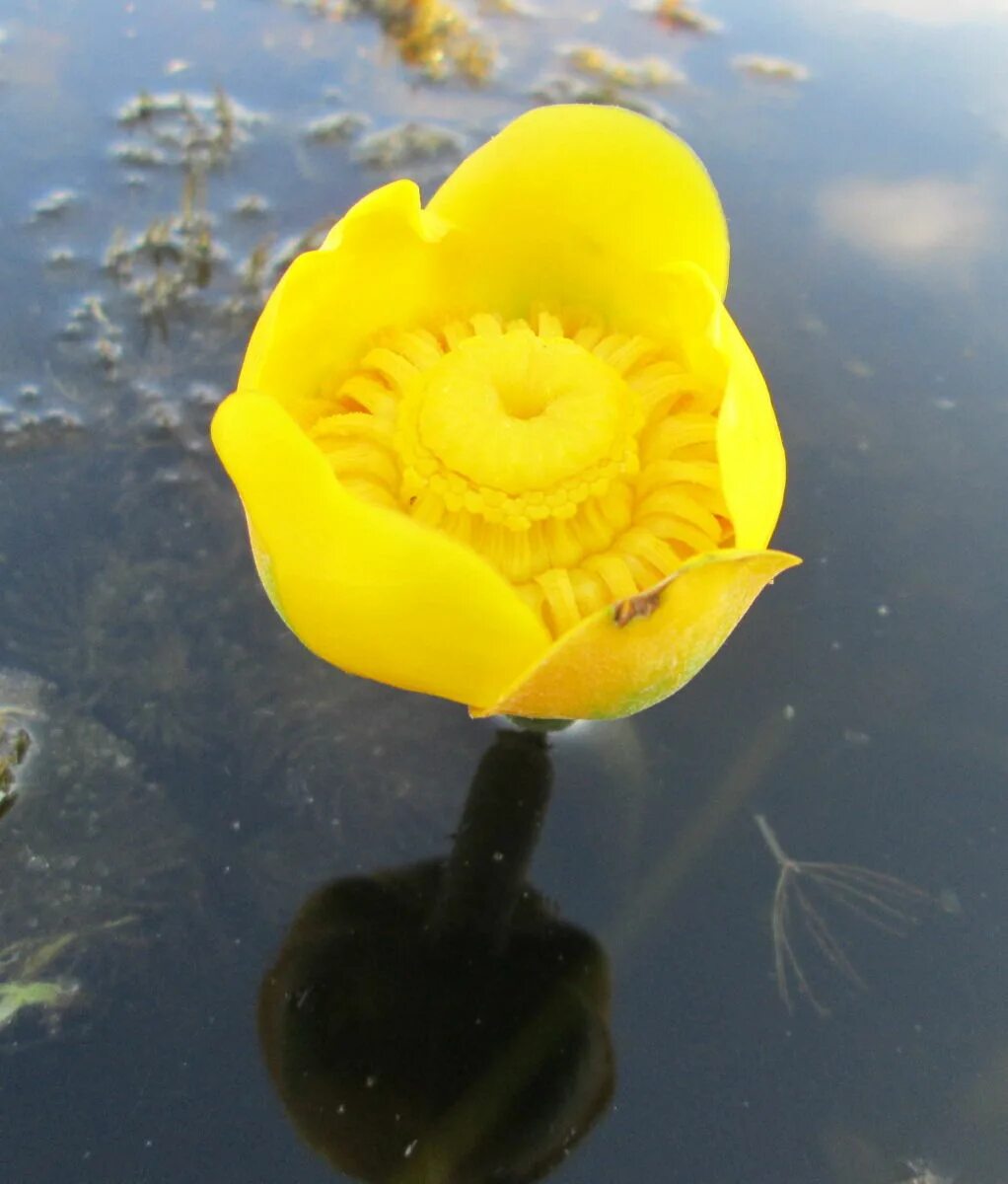 Кувшинка кубышка. Nuphar lutea. Кубышка жёлтая. Кувшинка желтая кубышка. Отключили кубышку