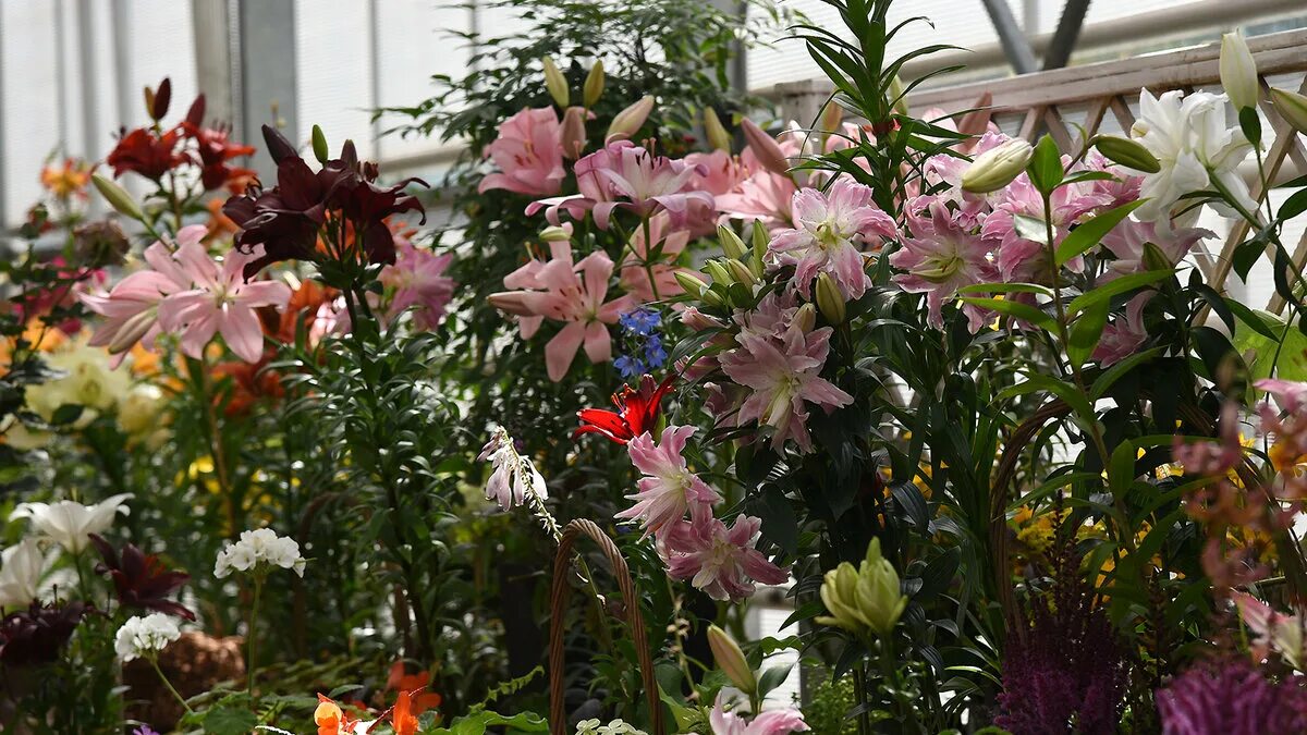 Выставка растений в ростове на дону 2024. Лилии в огороде. Выставка лилий. Лилия Колхозная цветок. Лилия цветок фото.