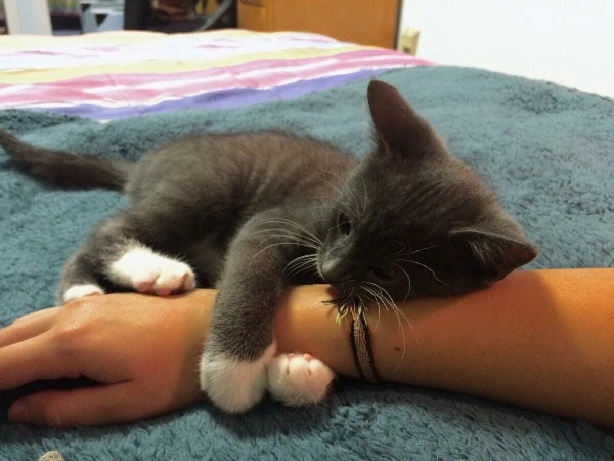 Рыжий кот на руках. Почему коты любят руки. Кот вцепился в руку. Котика гладят. Почему коты любят руки.