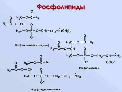 Комплекс фосфолипидов