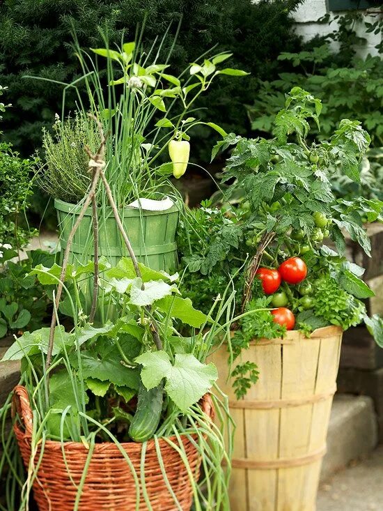 Домашнее выращивание овощей. Огород в кашпо. Огород на балконе. Огород в горшках на даче. Огород в контейнерах.