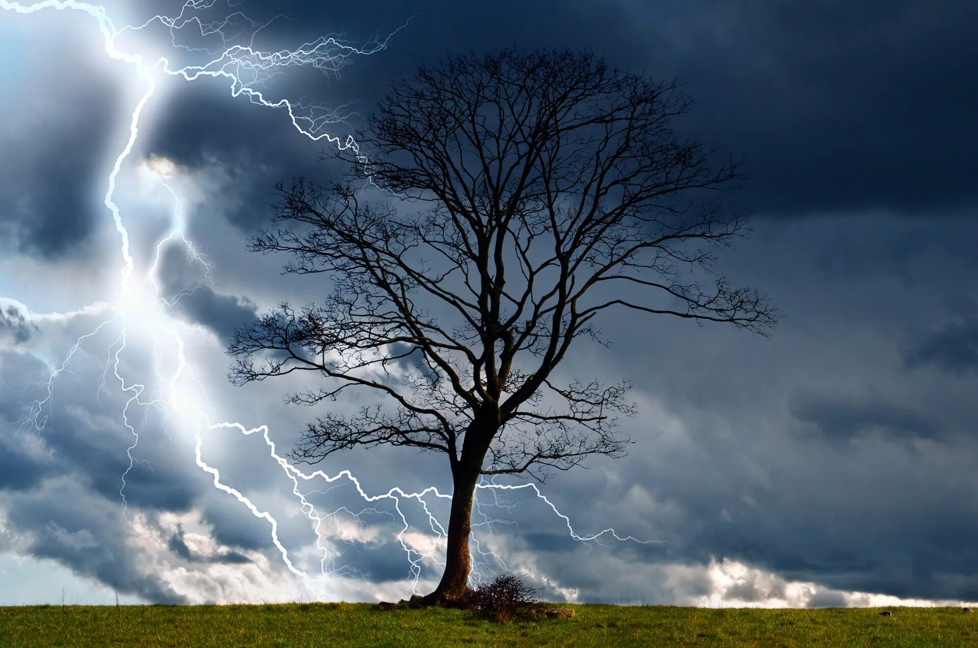 Дерево сильная буря. Гроза и дождь. Гроза молния Гром. Молния в дерево. Дерево в грозу.
