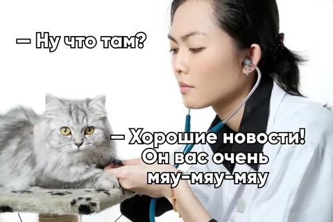 Сколько ветеринар кошку