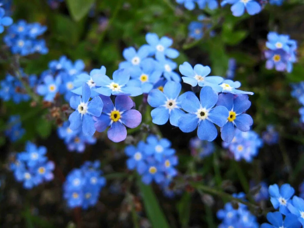 Незабудка на английском. Незабудка Лесная Myosotis sylvatica. Незабудка Лесная Форгетминот. Миосотис Незабудка. Незабудка Бурачниковые.