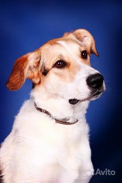 Озорные собачки. Канал собачки элис. Про собачку элис. Про собачку элис. Собака элис из приюта.