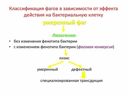 Принципы классификации бактериофагов