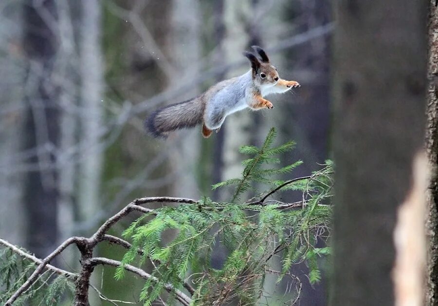 Животное в естественной среде обитания. Животные в среде обитания. Животные в их естественной среде обитания. Животное в естественной среде обитания. Дикие животные в естественной среде обитания.
