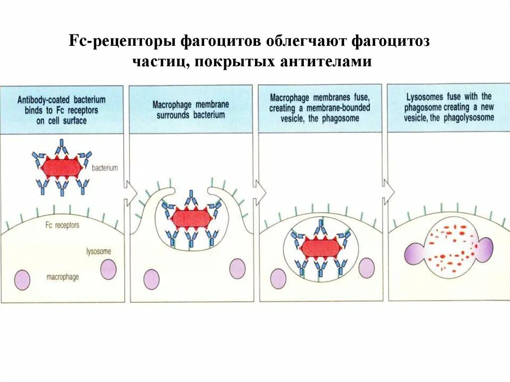 Повышенное содержание антител и фагоцитов. Рецепторы облегчающие фагоцитоз. рецепторный аппарат фагоцитов. рецепторы фагоцитоза. антитела к рецепторам.