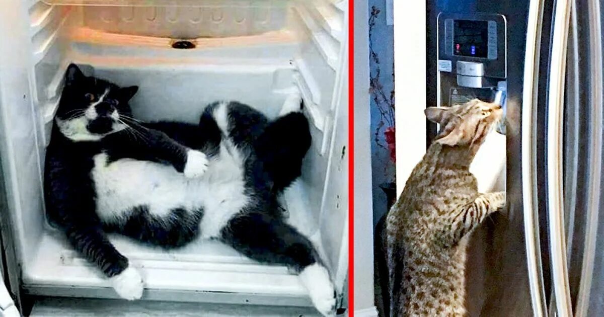 кот пойман с поличным. кот и холод. нашкодивший щенок. попался с поличным. застали с поличным.