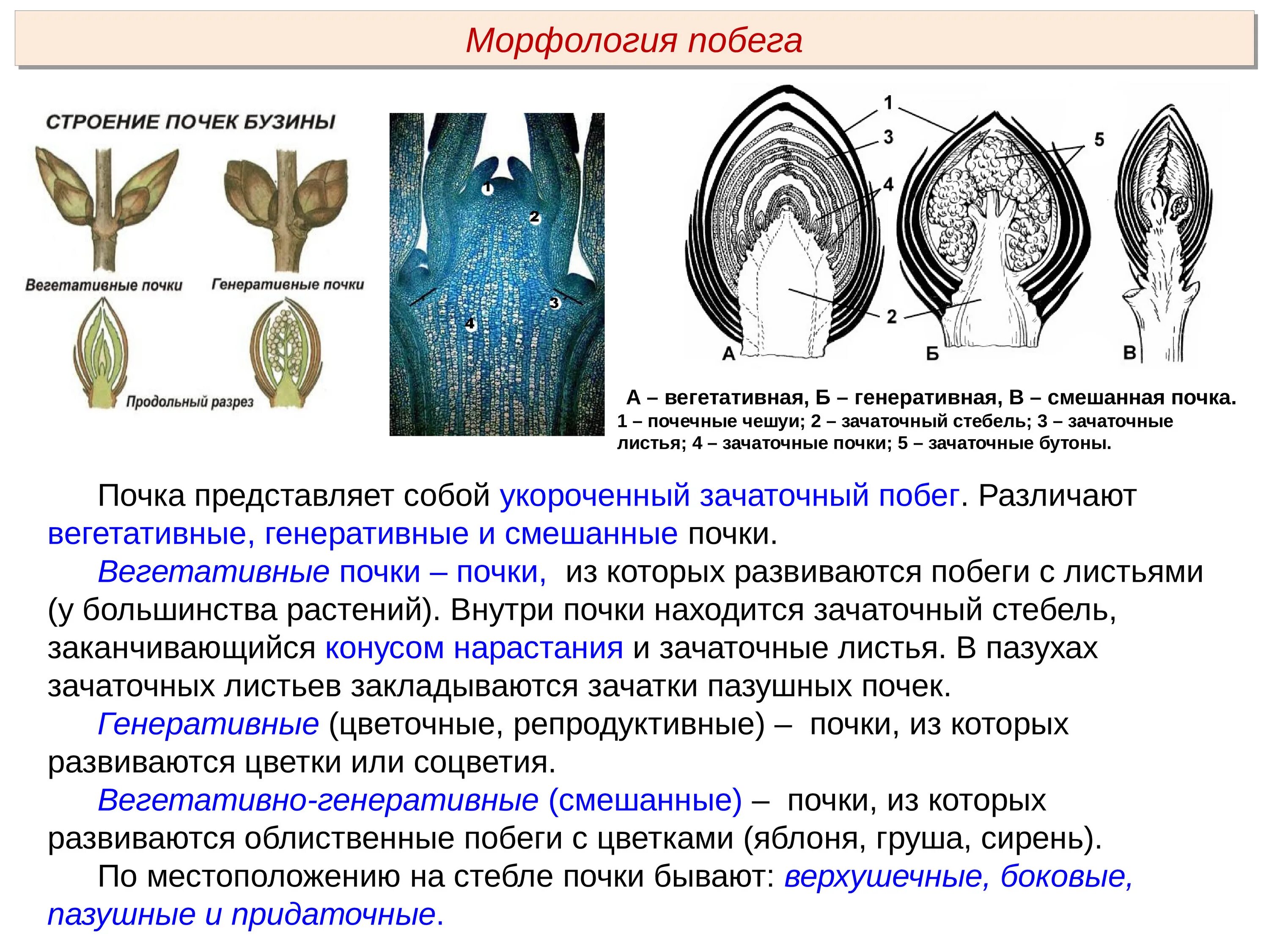 Тест-10. Побег и почки (10, 6 кл.) или ЭТ-22. Побег и почки (10, 6 кл.
