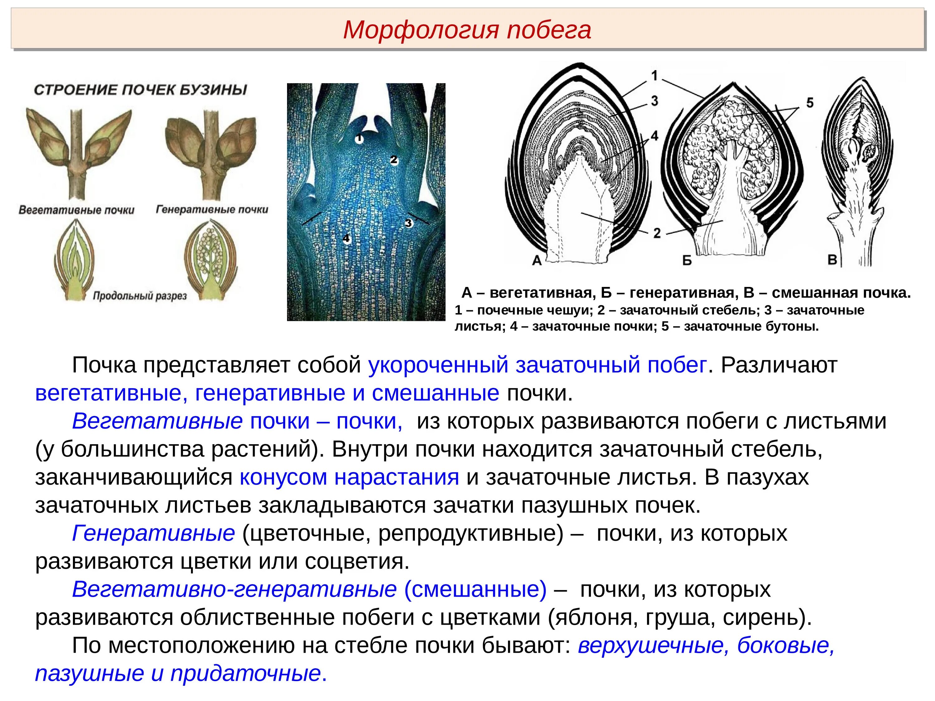 Чем отличается генеративная почка. Строение генеративной почки побега. Строение вегетативной и генеративной почки. XTV jnkbxf.NCZ utythfnbdyst gjxrb JN dtutnfnbduys[. Вегетативные и генеративные почки 6 класс биология.