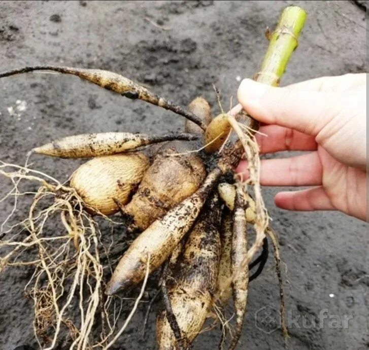 Как реанимировать клубень