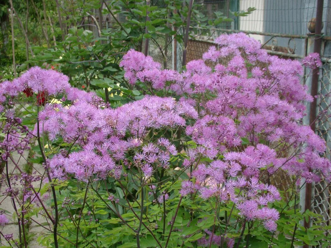 Василистник Блэк Стокингз. Василистник (Thalictrum) Блэк Стокингз. Василистник ложнолепестковый. Василистник рохебрунский рохебрунский. Василистник семена купить