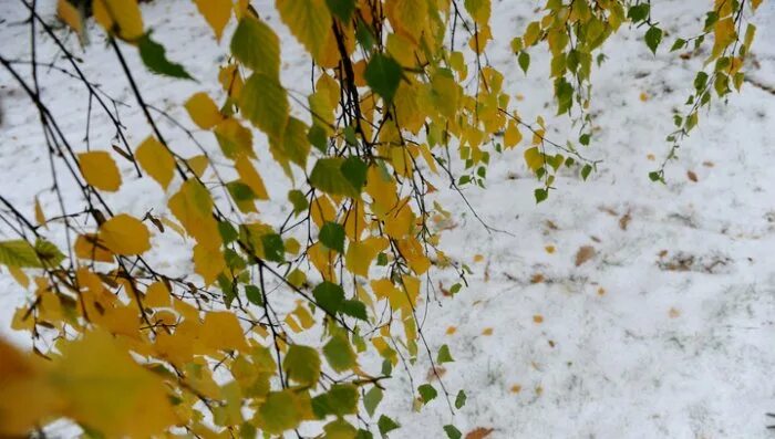 Первый снег в Иркутске выпал на Покров Пресвятой Богородицы - IrkutskMedia.ru