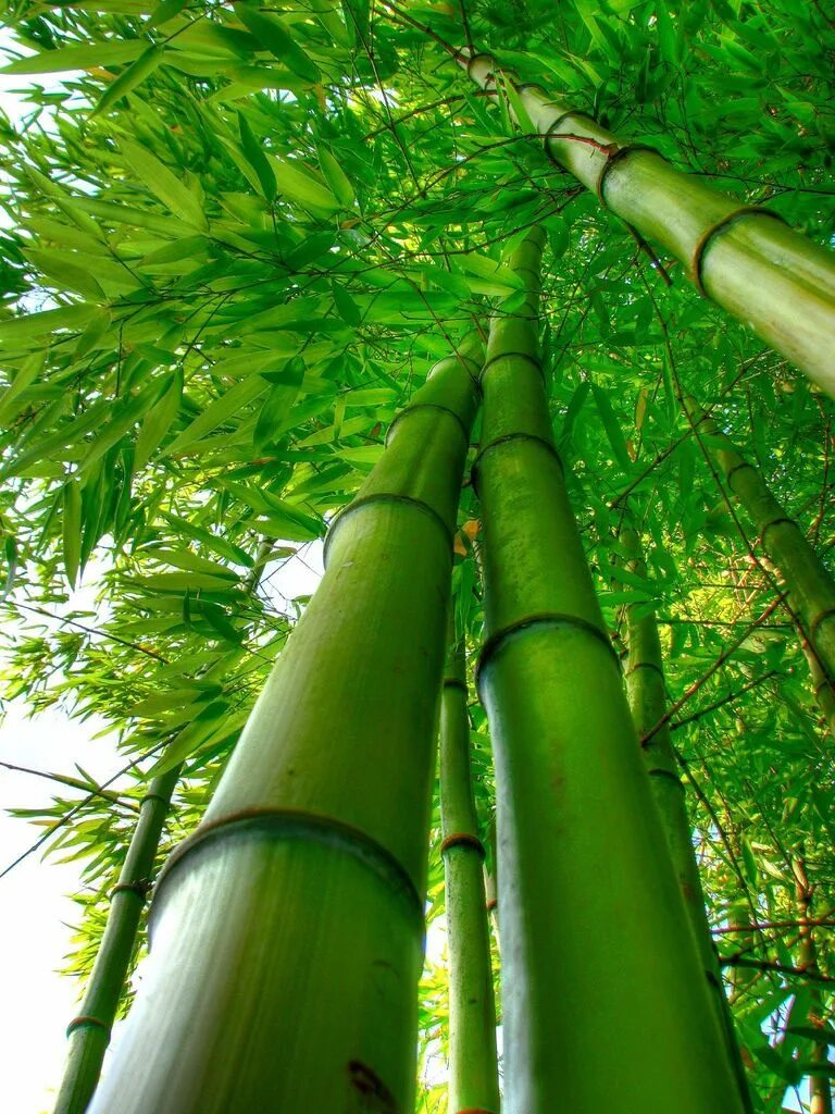 Бамбук это растение. Бамбук дикий. Соцветие бамбука. Бамбук дерево. Красивый бамбук.