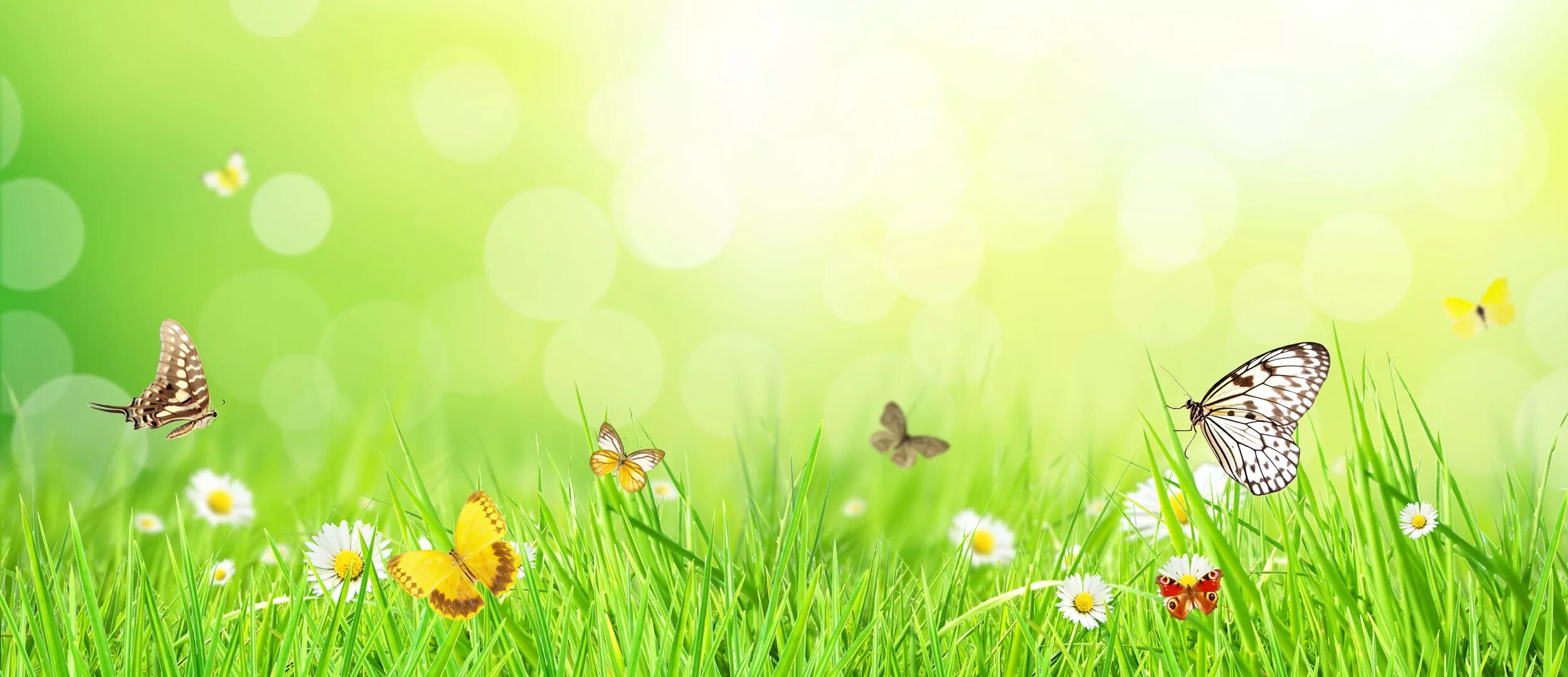 детский весенний фон. красивый детский фон. детский весенний фон. детский весенний фон. детские фоны.