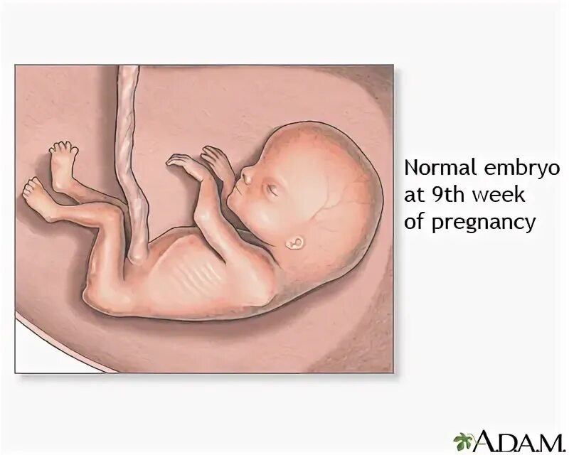 Беременность девять. Беременность 9 недель развитие плода.