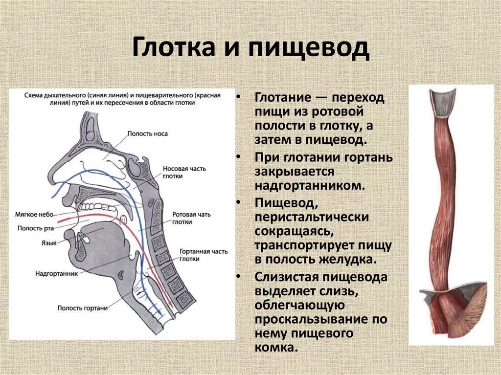 Глотка пищевод функции. Глотка пищевод и трахея человека. Биология 8 класс ротовая полость пищевод. Полость гортани анатомия строение. Глотка гортань пищевод строение.