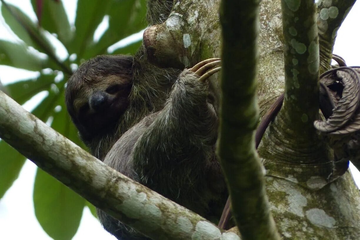 Где обитает ленивец на каком материке. Коста Рика фауна. Коста Рика ленивцы. Коста Рика животный мир. Звери Коста Рика.